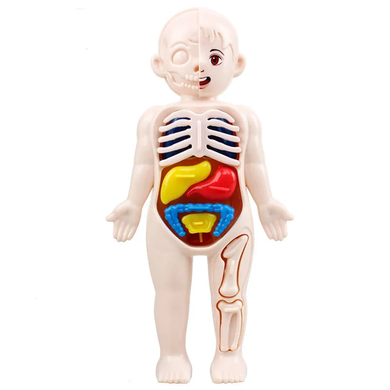 Puzzle 3D Montessori Corps Humain Modèle d'Anatomie | Jouet Éducatif d'Apprentissage pour Enfants, Outil d'Enseignement du Corps et des Organes à Assembler King of Toys