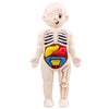 Puzzle 3D Montessori Corps Humain Modèle d'Anatomie | Jouet Éducatif d'Apprentissage pour Enfants, Outil d'Enseignement du Corps et des Organes à Assembler King of Toys
