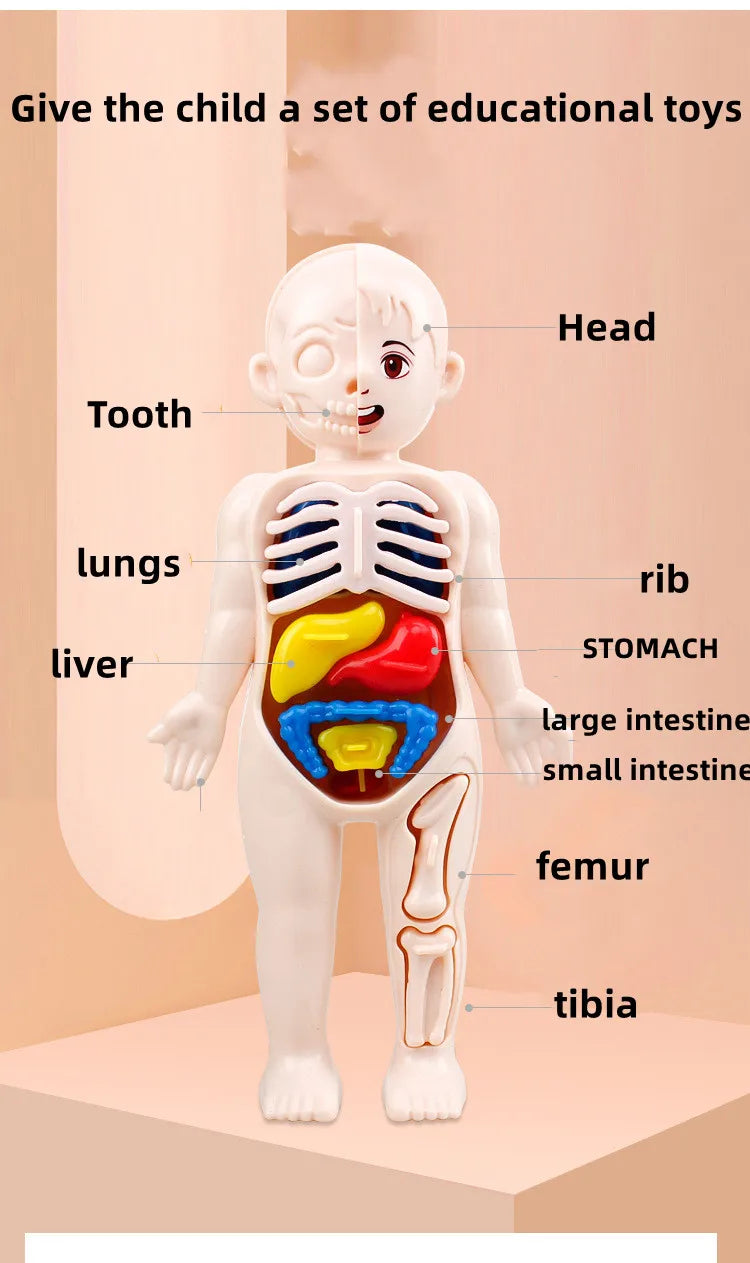 Puzzle 3D Montessori Corps Humain Modèle d'Anatomie | Jouet Éducatif d'Apprentissage pour Enfants, Outil d'Enseignement du Corps et des Organes à Assembler King of Toys