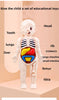Puzzle 3D Montessori Corps Humain Modèle d'Anatomie | Jouet Éducatif d'Apprentissage pour Enfants, Outil d'Enseignement du Corps et des Organes à Assembler King of Toys