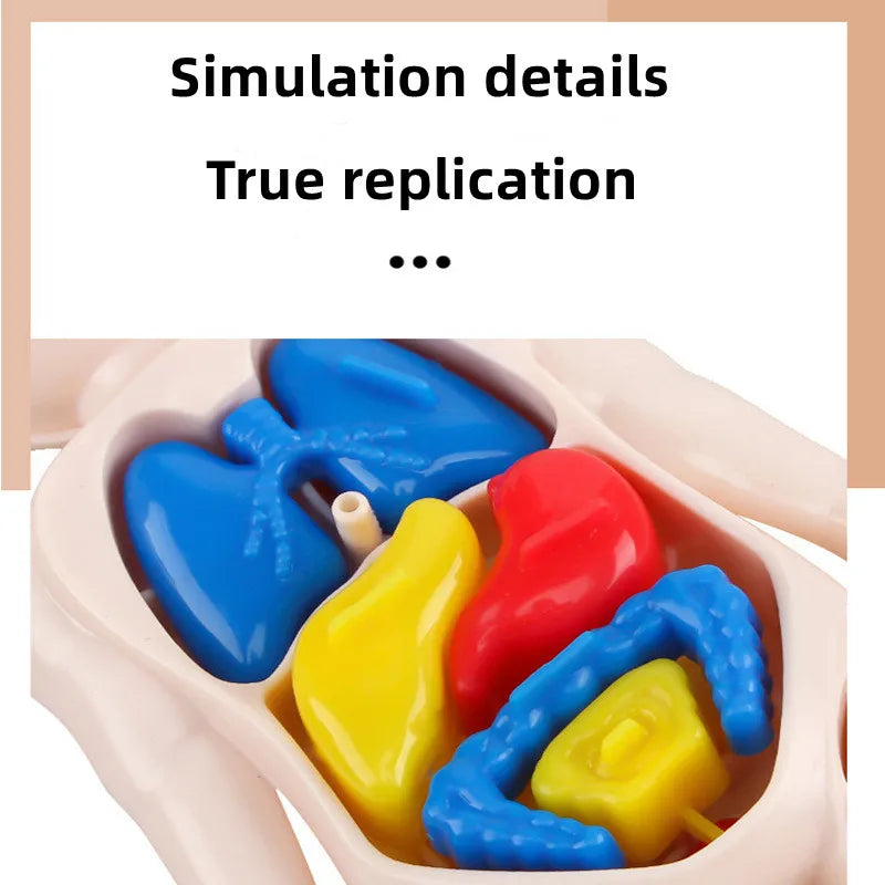 Puzzle 3D Montessori Corps Humain Modèle d'Anatomie | Jouet Éducatif d'Apprentissage pour Enfants, Outil d'Enseignement du Corps et des Organes à Assembler King of Toys