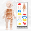 Puzzle 3D Montessori Corps Humain Modèle d'Anatomie | Jouet Éducatif d'Apprentissage pour Enfants, Outil d'Enseignement du Corps et des Organes à Assembler King of Toys