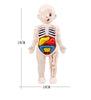 Puzzle 3D Montessori Corps Humain Modèle d'Anatomie | Jouet Éducatif d'Apprentissage pour Enfants, Outil d'Enseignement du Corps et des Organes à Assembler King of Toys