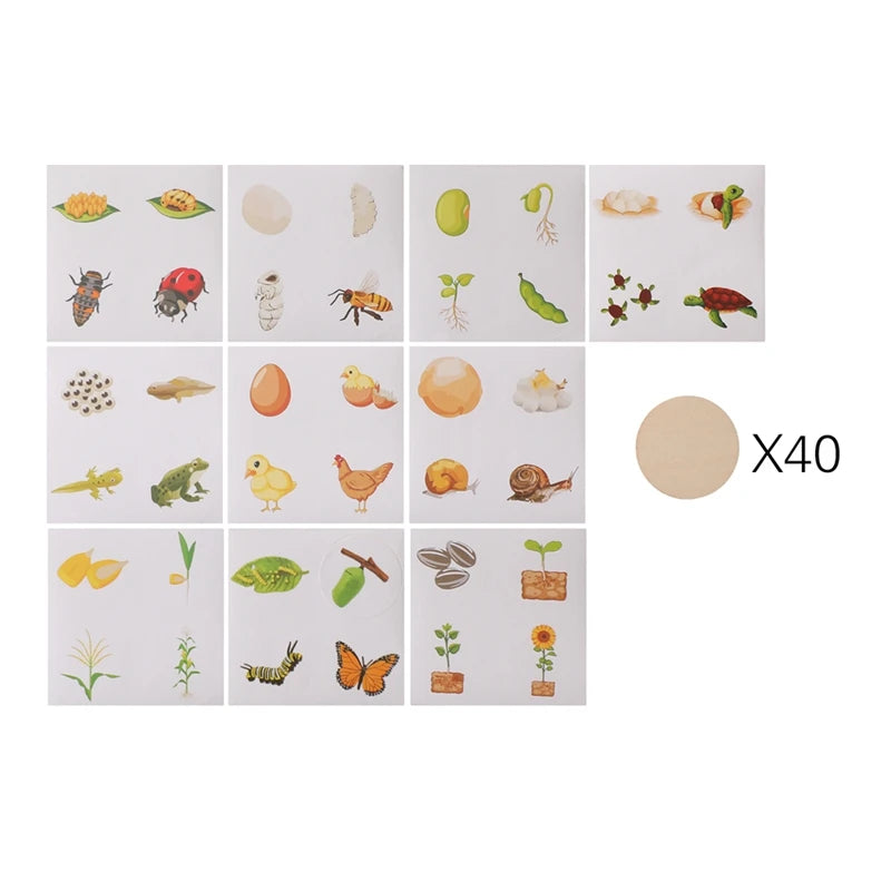 Planche Montessori Cycle de Vie des Animaux - Jouet Éducatif pour Enfants avec Modèles de Croissance des Abeilles et Animaux King of Toys