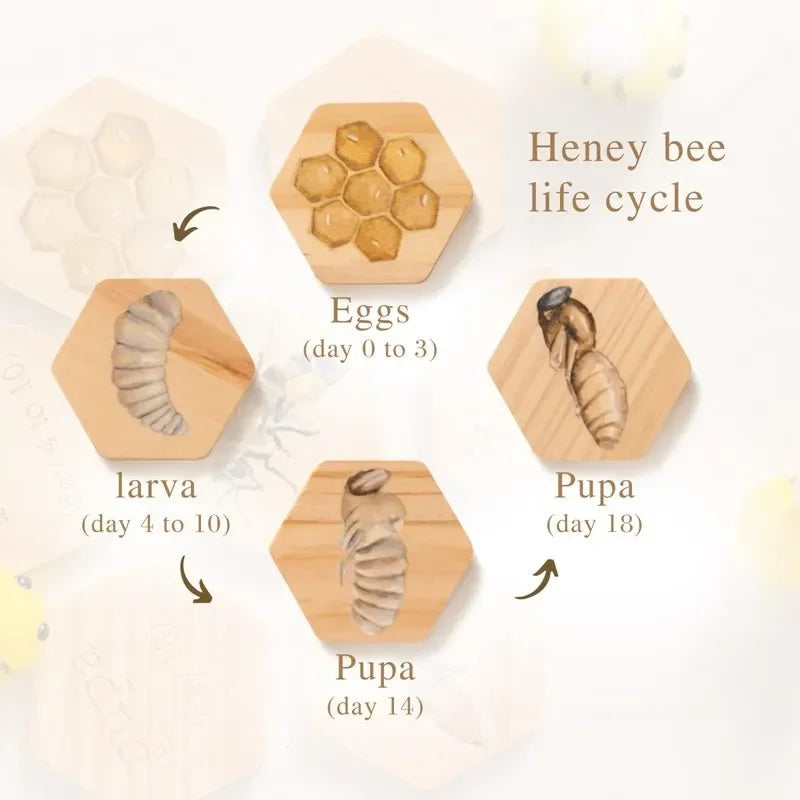 Planche Montessori Cycle de Vie des Animaux - Jouet Éducatif pour Enfants avec Modèles de Croissance des Abeilles et Animaux King of Toys